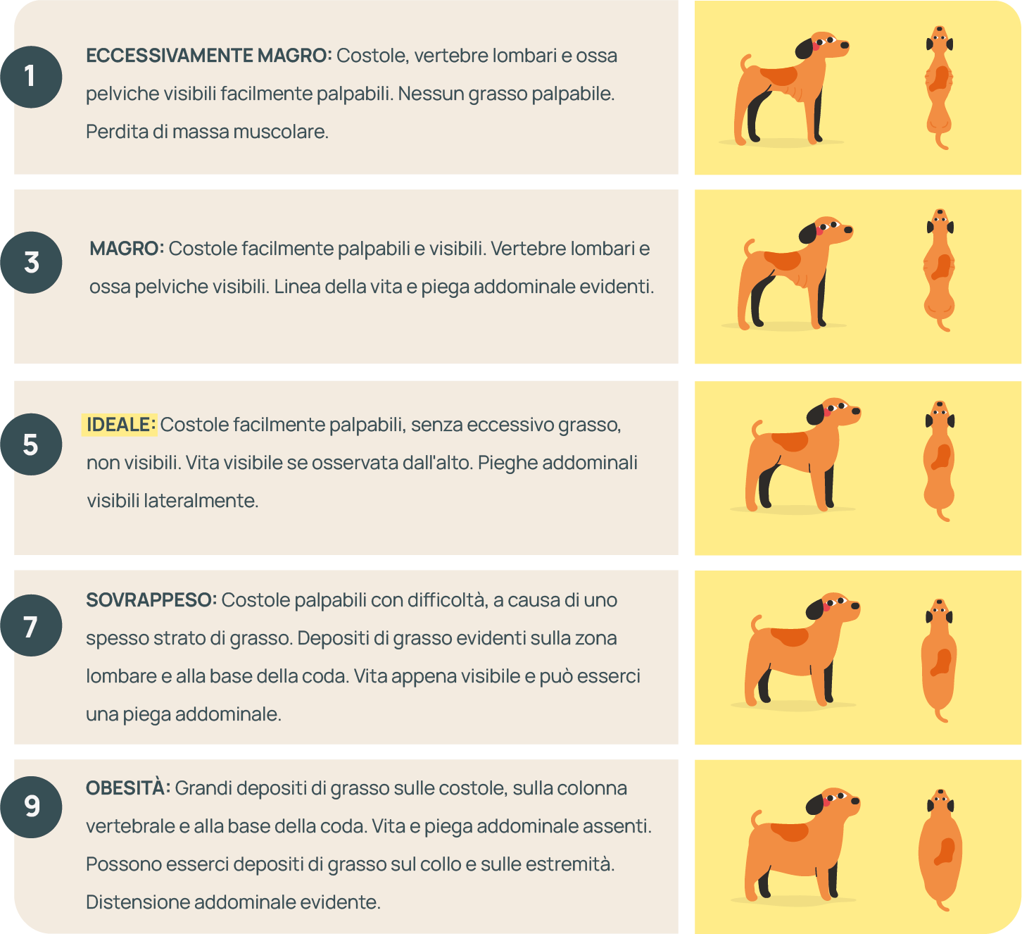 IT_CONDICION CORPORAL.png