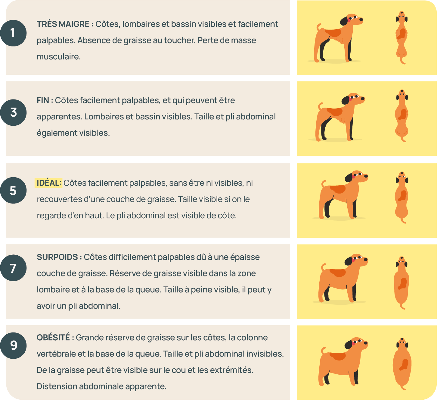 FR_CONDICION CORPORAL.png